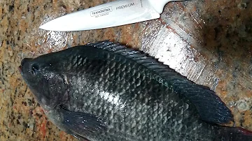 Qual é o melhor peixe para comer?
