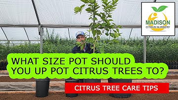 The Best Size Containers You Should Up Pot Your Citrus Trees To!