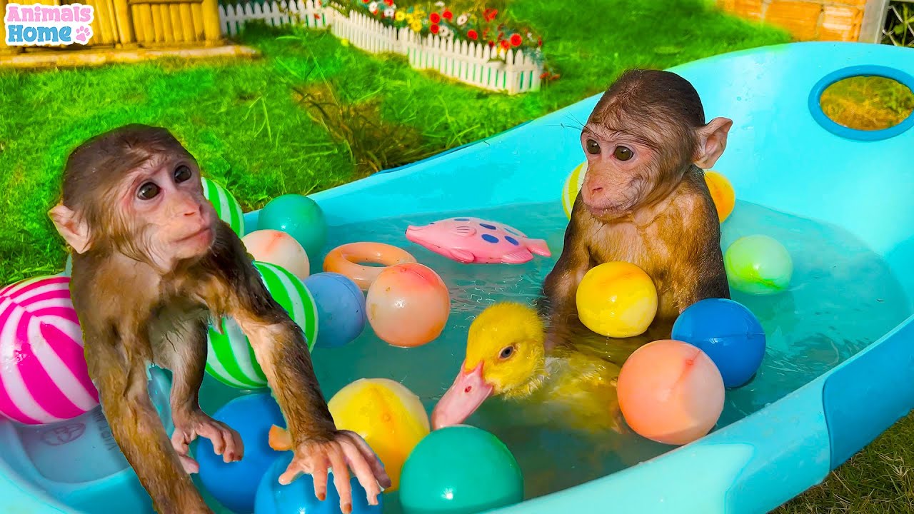 Smart Obi helps dad take care of ducklings | full version