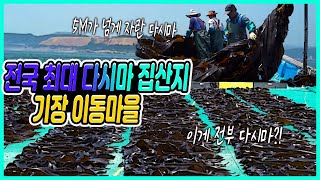 전국 최대 다시마 집산지/기장 다시마 산지/기장 이동항 다시마 양식/5M가 넘게 자란 다시마/다시마를 키우는 극한직업/다시마 건조작업/다시마에 허락된 두달/다시마 건조대(포구만리)