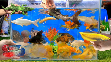 Video tổng hợp cá cảnh đẹp, cá trê báo, cá rồng, cá la hán, cá mập, cá chép vàng, cá khủng long