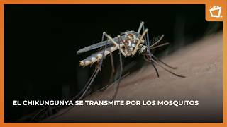 How to know if you have chikungunya? Symptoms you shouldn't ignore