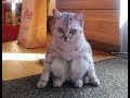 飼い主を真似る猫ちゃんの仕草＆表情がまるで人間みたいで面白くてかわいいｗ～Cat to mimic the owner.