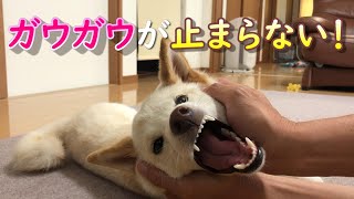 ガウガウして興奮が収まらず、何かを訴えて話しかけてくる柴犬ノン