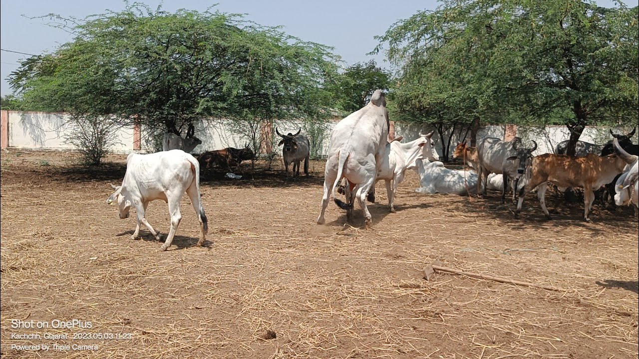 world famous kankrej cow & original kankrej Bull - YouTube
