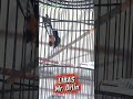 Bawa materi lagu panjang - panjang dengan vokal keras, MB Libas torehkan double winner - Part 2