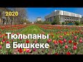 Тюльпаны в Бишкеке, апрель 2020