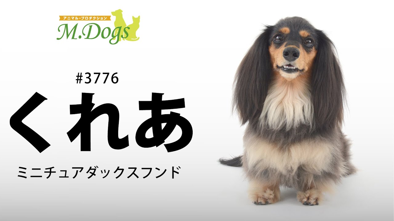 ペットモデル 動物プロダクションエムドッグス