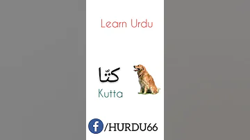 تعليم اللغة الاوردية Learn Urdu Shorts 