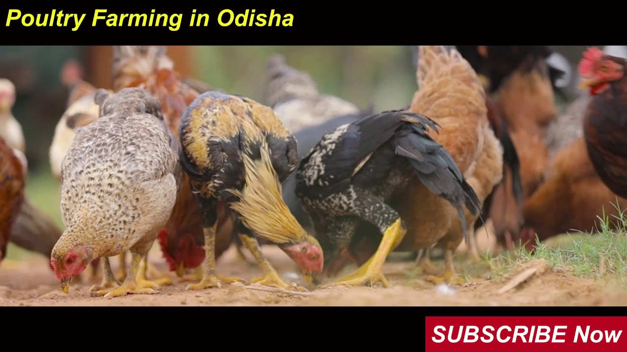 Poultry Farming Opportunity in Odisha ଓଡ଼ିଶାରେ କୁକୁଡ଼ା ପାଳନ ସୁବିଧା
