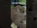 mimpi apa kira-kira #cat #imut #kucing #kucinglucu #cats #funny #cute #fyp #shorts #fypシ #viral