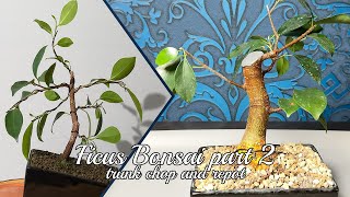 Ficus Bonsai - trunk chop and repot - part2