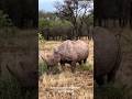 BADAK AFRIKA: RAKSASA LAPIS BAJA YANG DITAKUTI SAVANA! 🦏🔥#animals #wildlife #subscribe #viralvideo