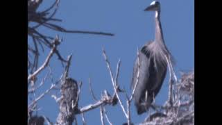 Boise Bend Heron April 2024 by Ronald Hunt 34 views 1 month ago 3 minutes, 20 seconds