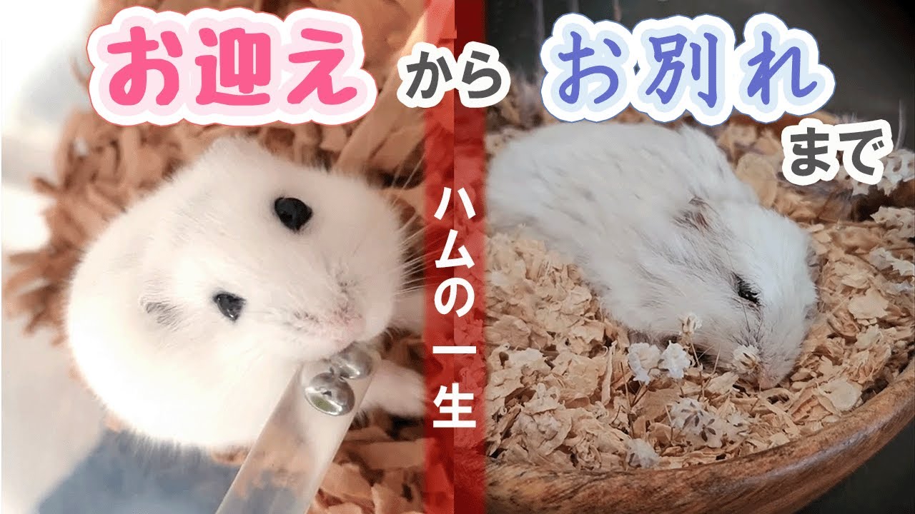 For those who want to adopt a hamster] This is the life of a