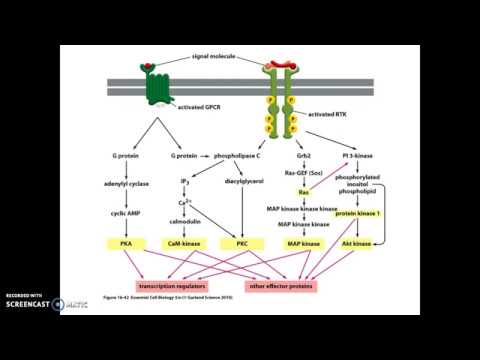 ch16 #4 RTK and NO