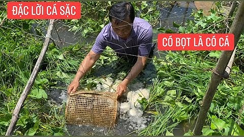 Đặc lờ bắt cá sặc làm bọt sau những cơn mưa lớn đầu mùa