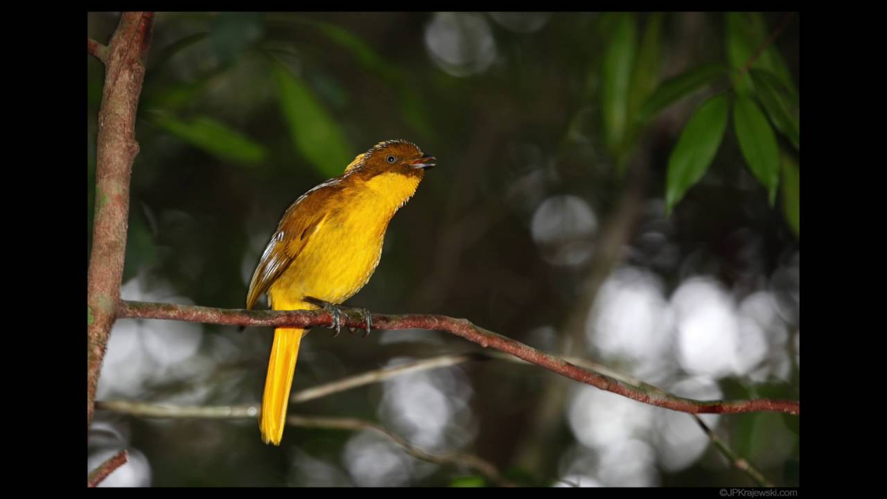 Golden Bowerbird - Prionodura newtoniana
