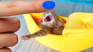 The Cutest smallest KITTEN in the World is Found!! Building a NEW Cat's HOUSE by Like Amagic 70,538 views 3 months ago 10 minutes, 1 second