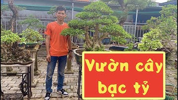 Bonsai - Ghé thăm vườn cây với nhiều tác phẩm Bonsai đẹp