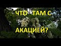 Как акация? Приостановка роения в процессе осмотра.