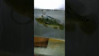 Ikan Peacok Bass Monkel