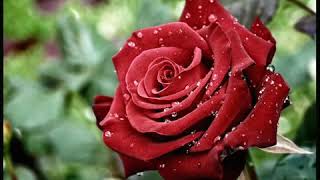 Faruk Tınaz Yorgunum Dostlarım Resimi