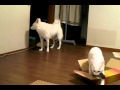 遊ぶ猫の邪魔をする犬