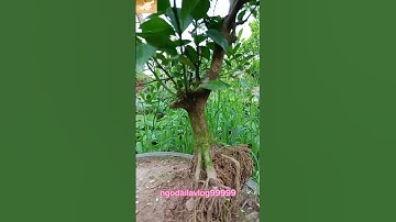 bonsai tree quất bonsai