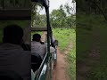 Wildlife Safari Diaries: part 1 #safari #widlife #moodstatus #animals