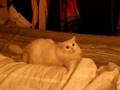 DO CATS SEE GHOSTS? (my cat does) (^..^)