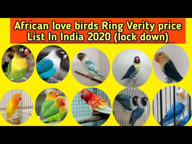 Bird Band Wedding Rings | Bird Wedding Ring|