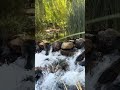 🌊 Peaceful River Escape 🇨🇱