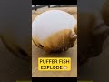 Puffer Fish Explode! 🐡 Amazing Defense Mechanism