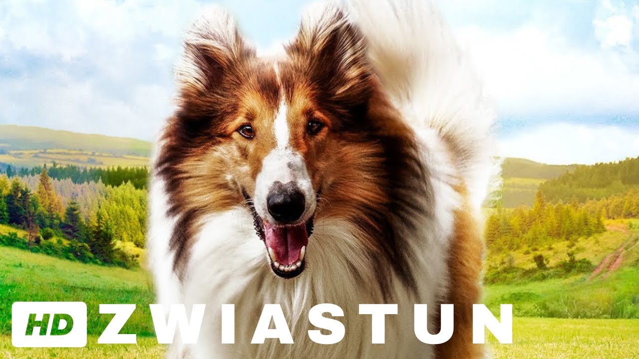 Lassie Bajka Dla Dzieci Po Polsku LASSIE, WRÓĆ! - oficjalny zwiastun filmu - YouTube