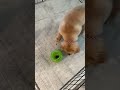 Is it worth it? My dog loves it!