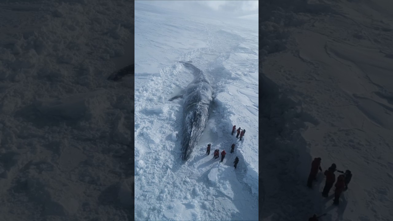 Massive Creature Breaks Through Ice Sheet in Antarctica