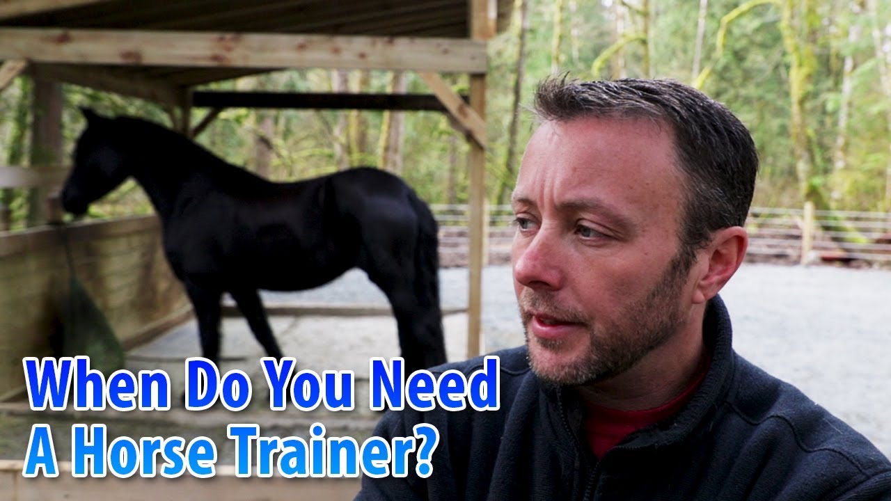 How To Know You Should Get a Horse Trainer YouTube