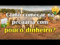 Como começar na pecuária com pouco dinheiro - Recria de fêmeas