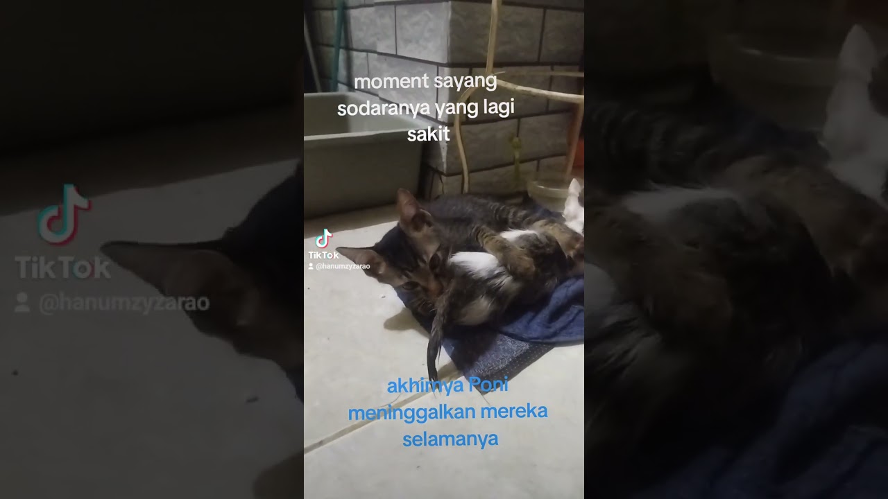 Moment Sayang Empus😻😿 