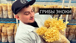 Грибы Эноки Таке: Секретный бизнес в гараже