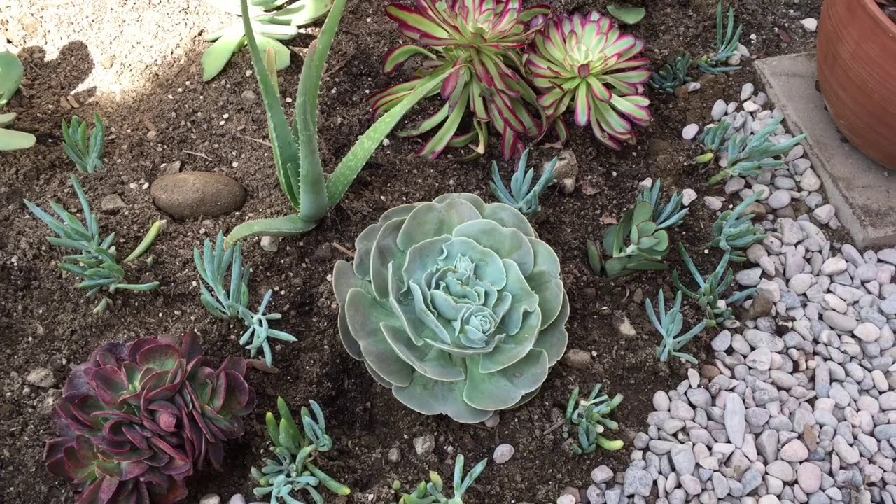Planting Succulents and Cacti Tapestry