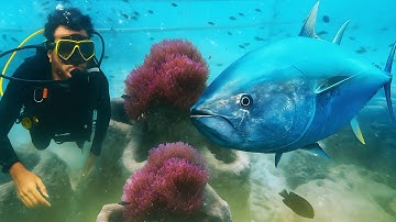 The Secret Life Beneath the Waves | Amazing Coral Fish & Reef Footage