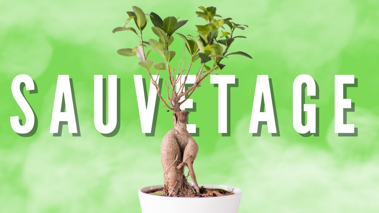 SAUVER un BONSAÏ FICUS (les premières chose à faire)