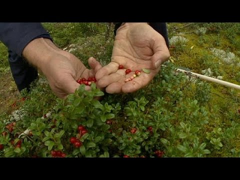 Video: Come Prepararsi Per La Foresta