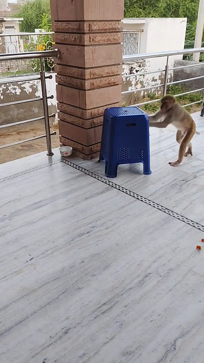 monkey 🙊🐵 funny 😂 #monkey #trending #shorts