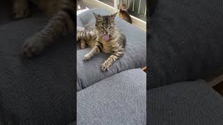 Cat Gets Frightened When Person Makes Sound With Ratchet - 1503407