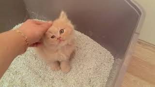 Yavru kediye kum eğitimi (evde kedi bakımı)