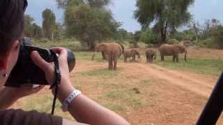 Baby Elephant laying down tries to get up