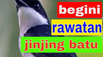 perawatan burung jingjing batu bahan